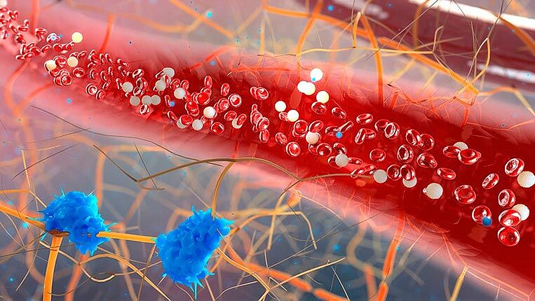 Immagine di un vaso sanguigno umano Illustration eines menschlichen Blutgefäßes