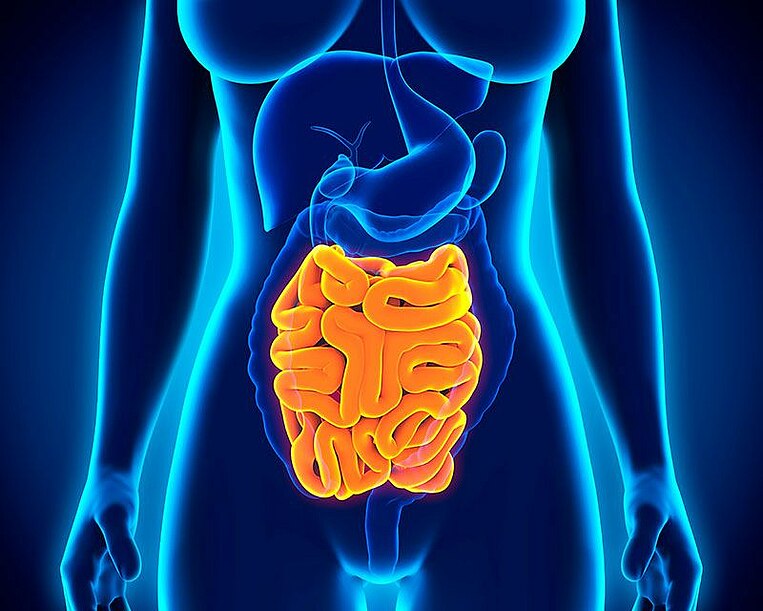 Abbildung der menschlichen Anatomie mit Kennzeichnung des Dünndarms Abbildung der menschlichen Anatomie mit Kennzeichnung des Dünndarms