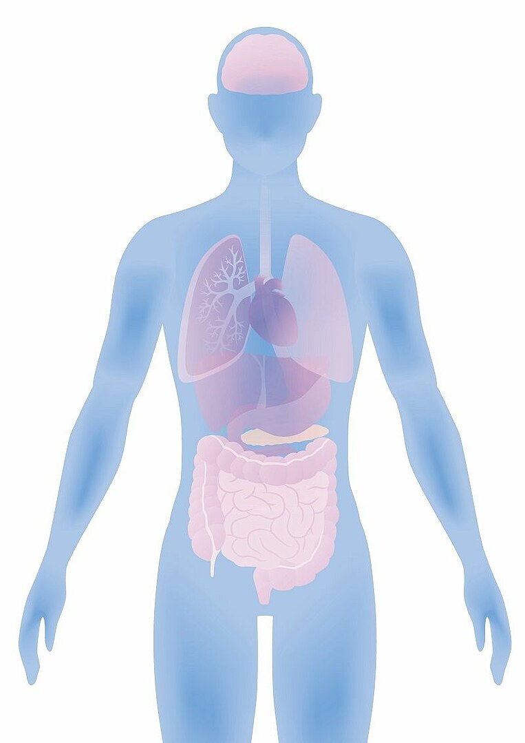 Silhouette eines Körpers Silhouette eines Körpers