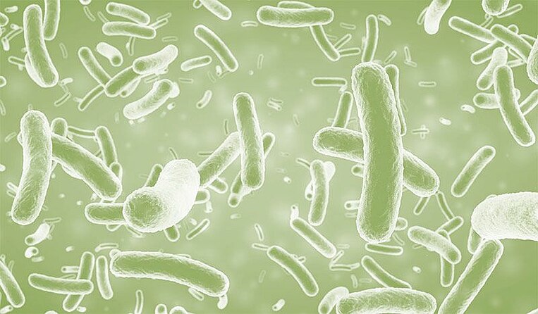 Bakterien unter dem Mikroskop Bakterien unter dem Mikroskop