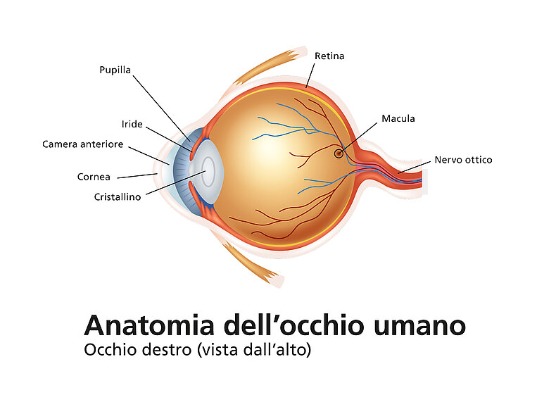 Immagine dell’anatomia di un occhio Immagine dell’anatomia di un occhio