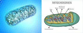 [Translate to Italienisch:] Abbildung einer Mitochondrie