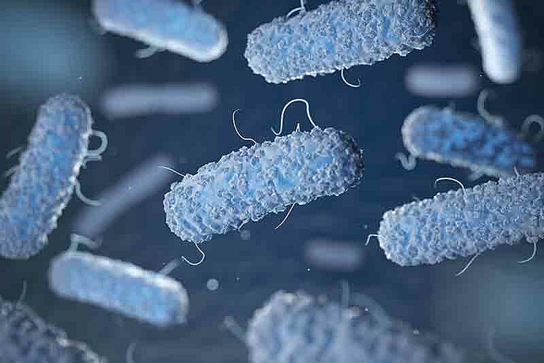 Immagine di enterobatteri Immagine di enterobatteri