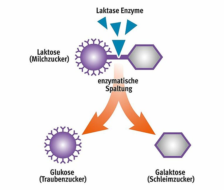 Schematische Darstellung von Laktase und Laktose Schematische Darstellung von Laktase und Laktose