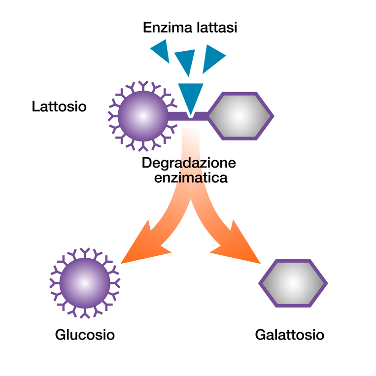 Rappresentazione schematica della lattasi e del lattosio Rappresentazione schematica della lattasi e del lattosio