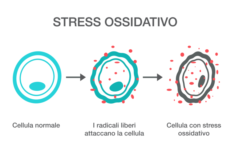 Illustrazione del passaggio da una cellula sana a una cellula con stress ossidativo Illustrazione del passaggio da una cellula sana a una cellula con stress ossidativo