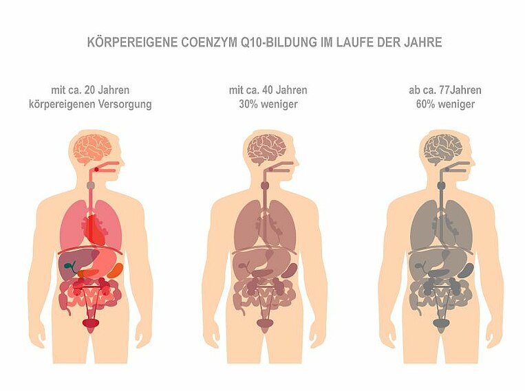 Schaubild von drei Körpern mit Einzeichnung der körpereigenen CoenzymQ10 Bildung im Laufe der Jahre Schaubild von drei Körpern mit Einzeichnung der körpereigenen CoenzymQ10 Bildung im Laufe der Jahre