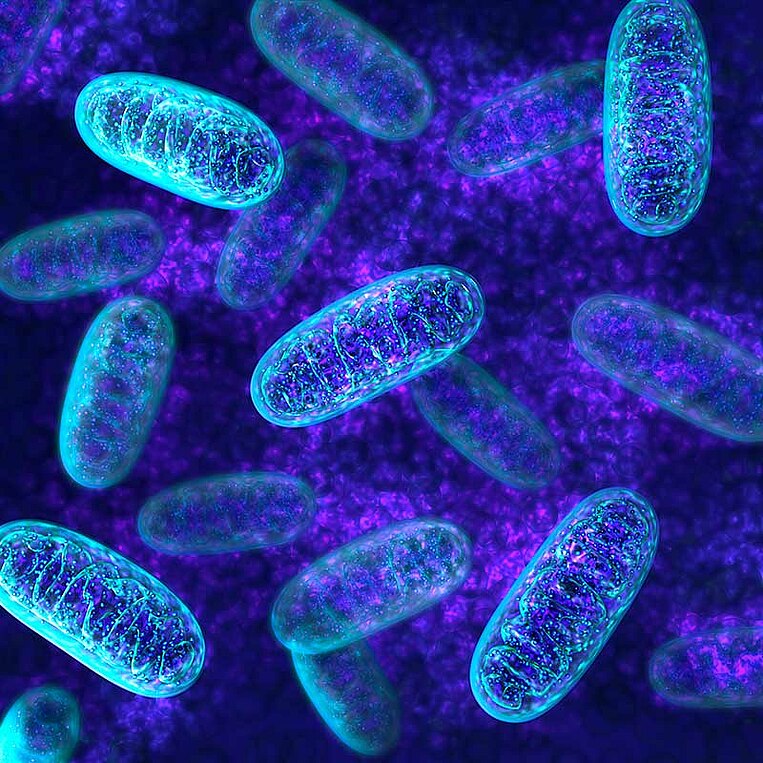 Illustration Mitochondrien Illustration Mitochondrien