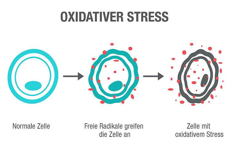 Illustration von Oxidativem Stress Illustration von Oxidativem Stress