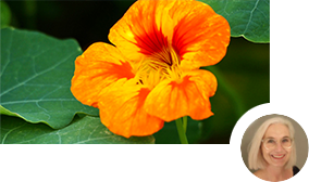 Blüte einer Kapuzinerkresse Blüte einer Kapuzinerkresse