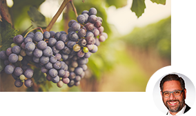 Weinreben an der Pflanze