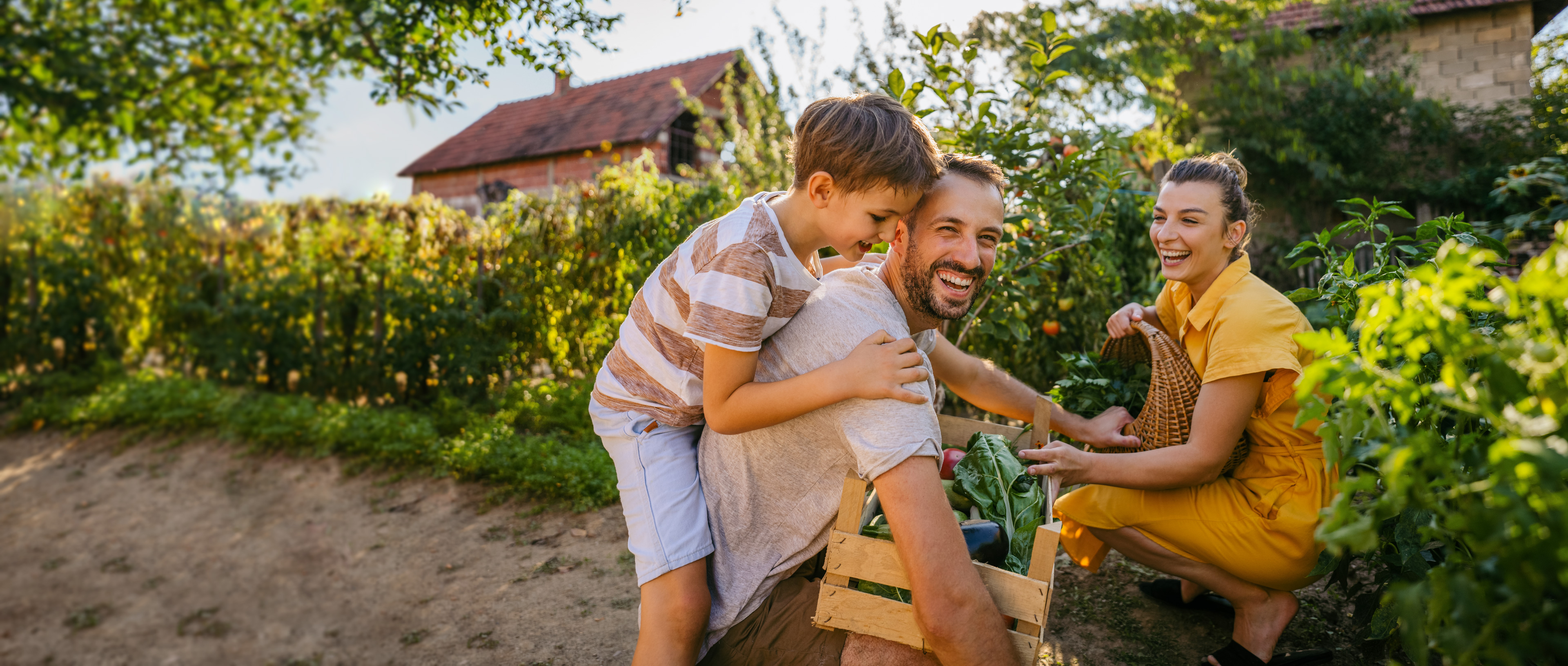 A young family harvests fresh vegetables in the summer garden